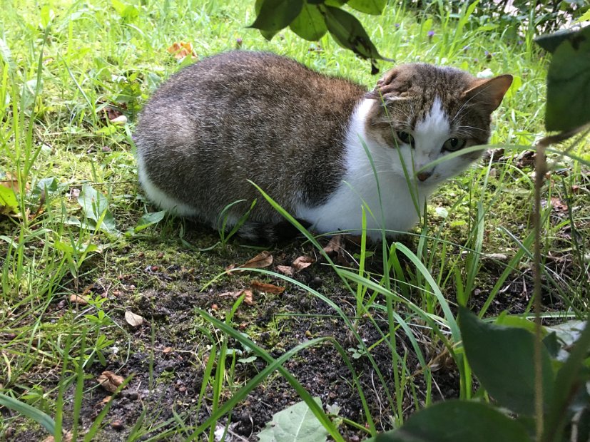 Seuls visiteurs du cimetière avec Musa
