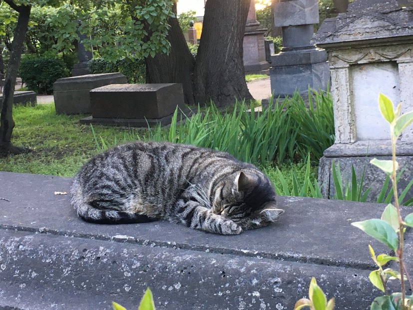 et Katia, autre chatte de cimetière